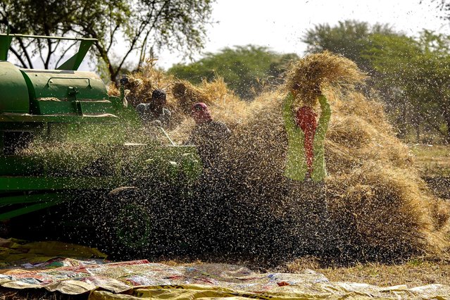 Farmers thresh harvested wheat crops at a village on the outskirts of Ajmer in Indian state of Rajasthan on April 4, 2025. (Photo by Himanshu Sharma/AFP Photo)