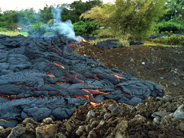 This October 30, 2014 photo from the U.S. Geological Survey shows a breakout of lava oozing from the margin of the lava flow near the town of Pahoa on the Big Island of Hawaii. These breakouts are located about 100 meters (110 yards) behind the leading edge of the flow. Lava from a vent at Kilauea volcano has been sliding northeast toward the ocean since June. (Photo by AP Photo/U.S. Geological Survey)