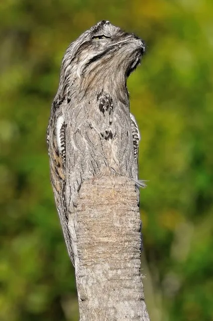A northern potoo sits on a tree stump and skilfully camouflages itself, photographed in the Corozal District of Belize on September 6, 2016. (Photo by Frederic Consejo/HotSpot Media)
