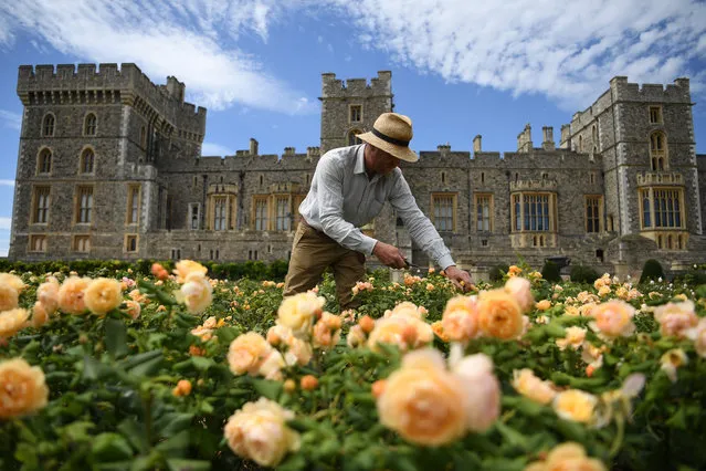 A royal gardener poses during a photo-call to mark the opening of East Terrace Garden at Windsor Castle in Windsor, Britain, 05 August 2020. The East Terrace Garden which are overlooked by the British Royal families private rooms will be opened to the public for the first time in over forty years. The East Terrace Garden was designed for Britain's King George IV between 1824 and 1826, to provide a pleasant view from his new royal apartments along the east front of the Castle. The East Terrace Garden will be part of a visit to Windsor Castle on weekends in August, starting on Saturday, 8 August 2020. (Photo by Neil Hall/EPA/EFE)
