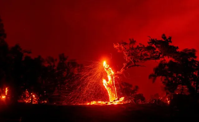 In this long exposure photograph, embers fly off a burning tree during the Hennessey fire in the Spanish Flat area of Napa, California on August 18, 2020. As of the late hours of August 18, the Hennessey fire has merged with at least 7 fires and is now called the LNU Lightning Complex fires. Dozens of fires are burning out of control throughout Northern California as fire resources are spread thin. (Photo by Josh Edelson/AFP Photo)