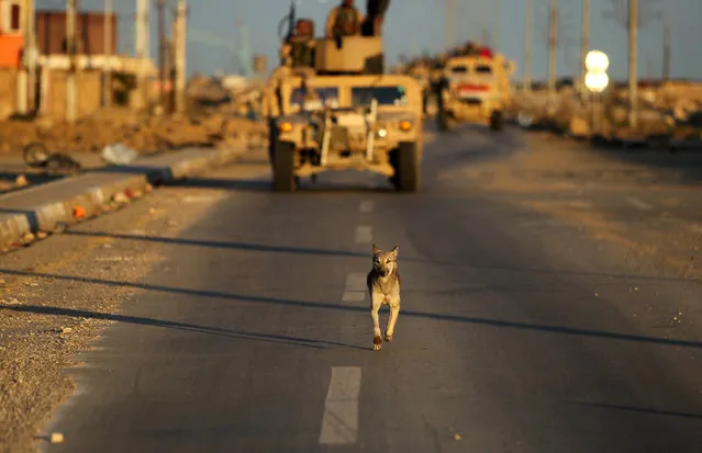 A dog is running on a street if front of Iraqi army's armoured vehicles as they drive on February 2, 2016 towards Alsjarih area, east of the city of Ramadi, the capital of Iraq's Anbar province, 120 kilometers west of Baghdad in order to reinforce the security forces fighting the Islamic State group's jihadists. (Photo by Ahmad Al-Rubaye/AFP Photo)