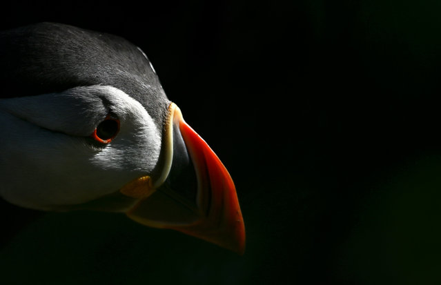 An Atlantic Puffin is seen at Skomer Island on May 22, 2025 in Skomer, United Kingdom. (Photo by Harry Trump/Getty Images)