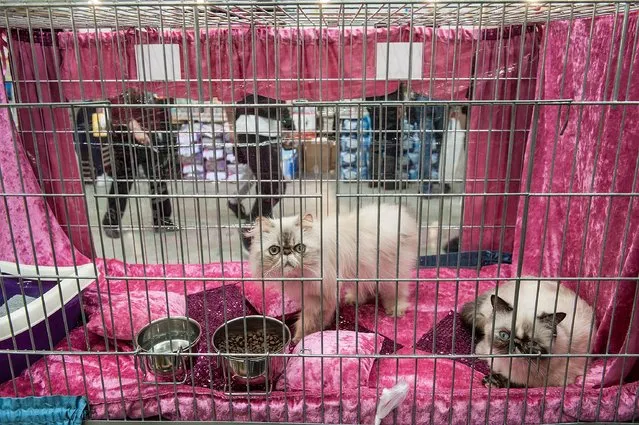 Cats are kept in a cage during the first day of the Super Cat Show 2014, on November 8, 2014 in Rome, Italy. (Photo by Giorgio Cosulich/Getty Images)
