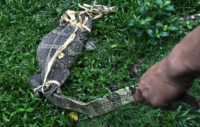 An officer grabs a monitor lizard by the tail at Lumpini Park in Bangkok, Thailand, Tuesday, September 20, 2016. (Photo by Sakchai Lalit/AP Photo)