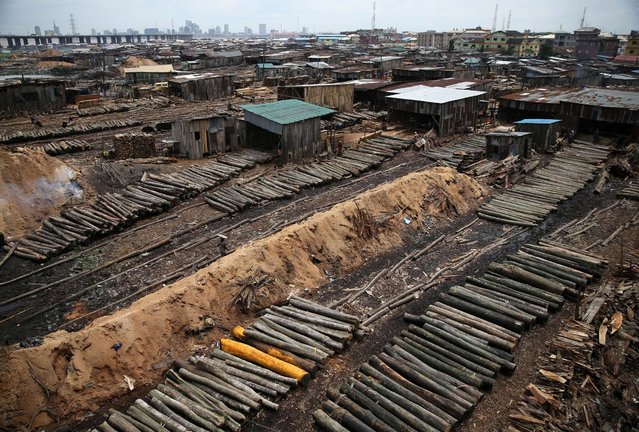 Logs are arranged for milling at Okobaba sawmill at the edge of the Lagos Lagoon September 25, 2014. (Photo by Akintunde Akinleye/Reuters)