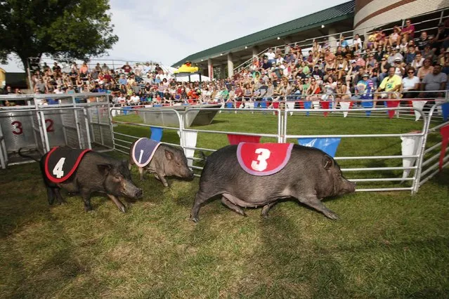 The Swifty Swine Racing Pigs start down the track during the 100th anniversary of The Eastern States Exposition in West Springfield, Massachusetts, U.S. September 21, 2016. Picture taken on September 21, 2016. (Photo by Lisa Quinones/Reuters)