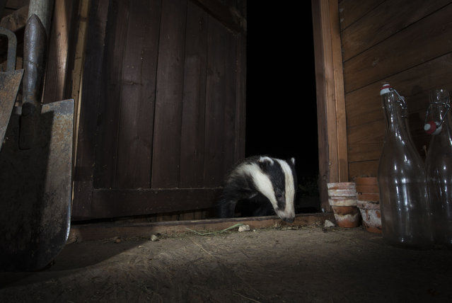 A badger looks for food in a garden shed, Bedfordshire, UK on September 20, 2016. (Photo by Richard Bowler/Rex Features/Shutterstock)