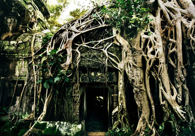 The well known Ta Prohm temple, made famous in the Tomb Raider film. (Photo by Alex Teuscher/Caters News)