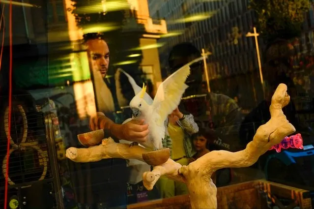 An employee handles a cockatoo in the window of a pet store, in Pamplona northern Spain, September 28, 2016. (Photo by Alvaro Barrientos/AP Photo)
