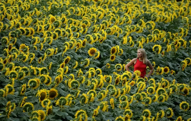 Katie Hensler looks over a sunflower field Wednesday, September 7, 2016, in Lawrence, Kan. The 40-acre field, planted annually by the Grinter family, draws thousands during the weeklong late summer blossoming of the flowers. (Photo by Charlie Riedel/AP Photo)