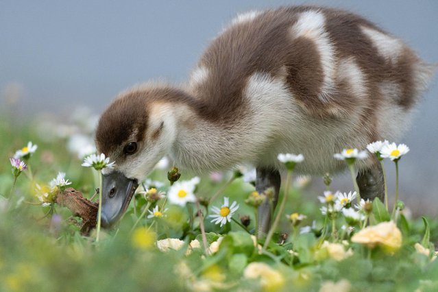 A gosling searches for food near the Main River in Frankfurt, Germany on July 27, 2025. (Photo by Matias Basualdo/ZUMA Press Wire/Rex Features/Shutterstock)