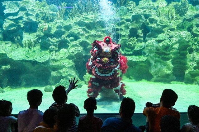 Visitors watch as costumed divers perform the traditional Chinese lion dance at the Aquaria KLCC oceanarium in Kuala Lumpur on January 26, 2025, ahead of the Lunar New Year of the Snake which falls on January 29. (Photo by Mohd Rasfan/AFP Photo)