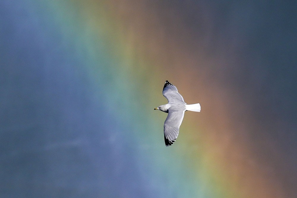 Some Photos: Rainbow