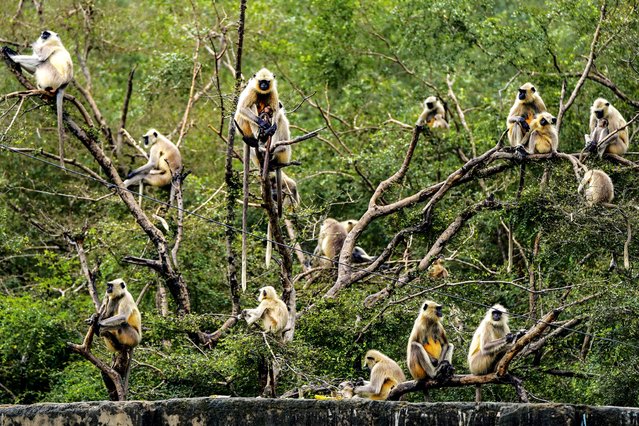 A tribe of langur monkeys perch on the branches of a tree in Pushkar, India on September 2, 2025. (Photo by Himanshu Sharma/AFP Photo)