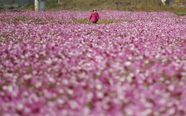 A visitor wearing a face mask as a precaution against the coronavirus walks in a field of cosmos flowers in Paju, South Korea, Wednesday, October 14, 2020. (Photo by Lee Jin-man/AP Photo)