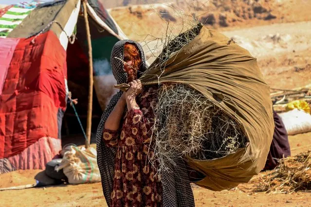An Afghan woman carry dried branches of trees stand outside a temporary refugee camp in Maiwand and Panjwayi district, in Kandahar, Afghanistan, 10 November 2020. According to UNHCR's report there are almost 2.5 million registered refugees from Afghanistan. They comprise the largest protracted refugee population in Asia, and the second largest refugee population in the world. In light of the increasingly deteriorating security situation in many parts of the country, the violence continues to drive people from their homes. (Photo by Muhammad Sadiq/EPA/EFE)
