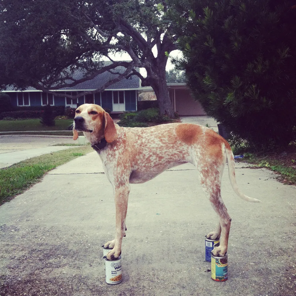 Maddie The Coonhound by Theron Humphrey