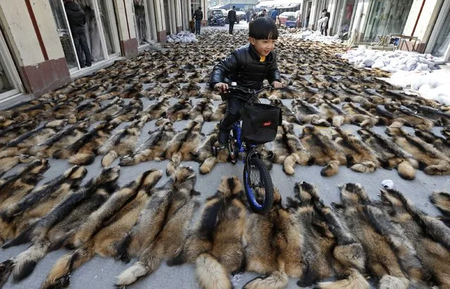 A boy rides his bicycle over the fur of raccoon dogs at a fur market in Chongfu township, Zhejiang province, December 20, 2014. The 100-square-kilometre Chongfu township, which houses over 100,000 residents in Eastern China's Zhejiang province, is known as the biggest fur design, research, production and export centre in China. The township is also home to 1,469 fur companies, according to its government website. (Photo by William Hong/Reuters)