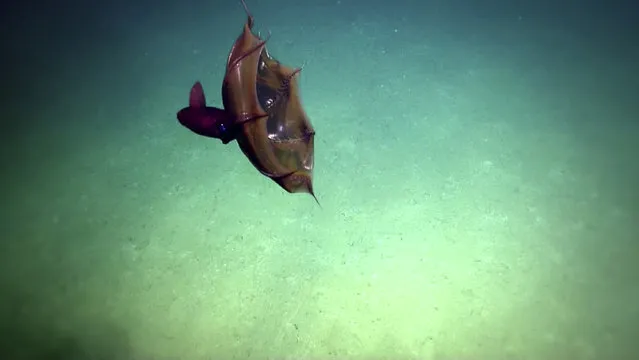This June 27, 2014 photo made available by the Ocean Exploration Trust shows a vampire squid (Vampyroteuthis infernalis), a deep-sea cephalopod, during an overnight dive in the Gulf of Mexico. Its name comes from its deep color and red eyes, not because it feeds on blood. (Photo by ECOGIG/Nautilus Live/Ocean Exploration Trust via AP Photo)