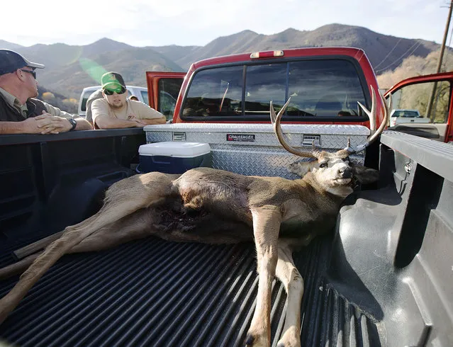 A recently killed buck lies in a truck bed as students, volunteers and Division of Natural Resources employees take information from deer in South Jordan, Saturday, October 22, 2016. Saturday marked the day that Utah sportsmen anticipate all year long – the official start of the general deer hunting season. More than 55,000 hunters across the Beehive State flooded the Utah wilderness in search of a prized trophy buck or doe. Conservation officers were out in force Saturday ensuring safety and that hunters were following the rules. (Photo by Hans Koepsell/Deseret News)