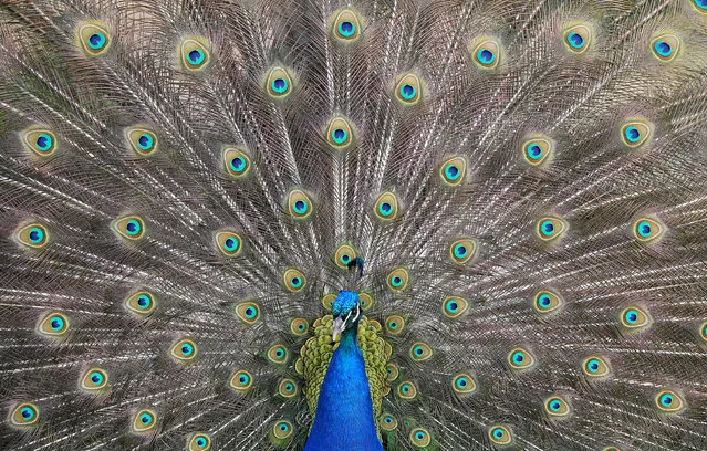 A peacock displays his plumage as part of a courtship ritual to attract a mate, at a park in London, Britain, May 4, 2018. (Photo by Toby Melville/Reuters)