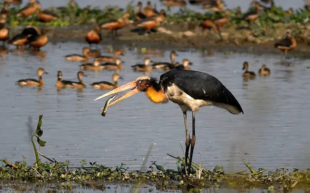 An Adjutant Stork catches an Indian eel in a w
inter morning in Pobitora Wildlife Sanctuary in Assam, India, 05 December 2020. (Photo by EPA/EFE/Stringer)