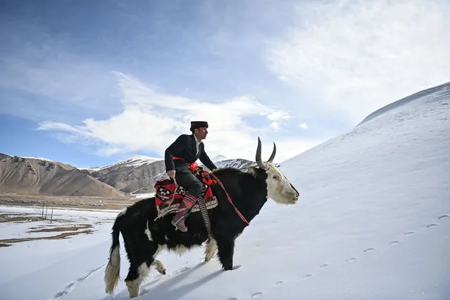 Bijiang Bigwazi rides a yak in an adaptive training in Taxkorgan Tajik Autonomous County, northwest China's Xinjiang Uygur Autonomous Region, March 19, 2023. Goat-grabbing game is a traditional folk sport widely practiced during festive days in Taxkorgan Tajik Autonomous County of China's Xinjiang Uygur Autonomous Region. The game has been passed down through generations. Riders attempt to grab a processed goatskin while riding yaks in this game. In 2009, the game was recognized and included in the list of intangible cultural heritage of Xinjiang. The 44-year-old Bijiang Bigwazi is an inheritor of this intangible cultural heritage. Ever since he was 14 years old, he has been learning from his father how to play the game. Nowadays, he also participates in major festivals organized by the local government to showcase the charm of this unique sport as a way to boost the local tourism. “Goat-grabbing is a sport for the brave. Since yaks are not very tame, riders are likely to get injured during the game. However, the game gives me an urge to win, as well as a chance to be recognized by the spectators”, says Bigwazi. (Photo by Li Xiang/Xinhua News Agency)