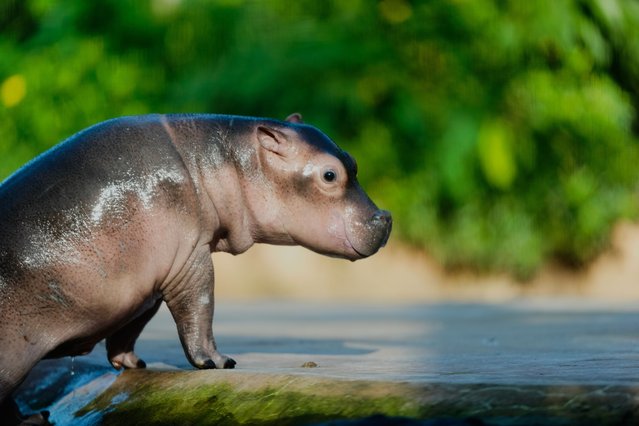 A hippo calf, born in September, explores the large water basin for the first time in public together with its mother Nala at the Zoo in Berlin, Germany, Thursday, November 6, 2025. (Photo by Markus Schreiber/AP Photo)