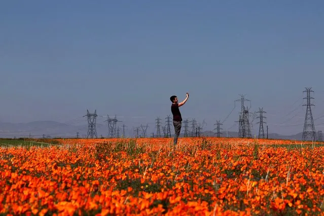 A person takes pictures in a field of poppies near the Antelope Valley California Poppy Reserve in Lancaster, California, U.S., April 13, 2023. (Photo by Aude Guerrucci/Reuters)