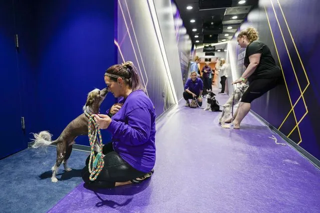 Amy Gilmer, left, and her Chinese crested Surfer Dude wait backstage at Arthur Ashe stadium before competing in the agility preliminaries during the 147th Westminster Kennel Club Dog show, Saturday, May 6, 2023, at the USTA Billie Jean King National Tennis Center in New York. (Photo by Mary Altaffer/AP Photo)
