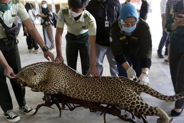 Aceh Police and the Aceh Natural Resources Conservation Agency show an embalmed rare leopard confiscated from its owner in Banda Aceh, Indonesia, 14 January 2021. Owning and turning protected animals into pets is a violation of conservation law as Indonesia's government continues fighting against the illegal wild animal trade on the black market. (Photo by Hotli Simanjuntak/EPA/EFE)