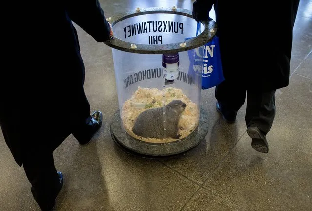 Punxsutawney Phil is wheeled in a container by his handlers during the fourth day of the Pennsylvania Farm Show at the Pennsylvania Farm Show Complex and Expo Center in Harrisburg, Pa. on Tuesday, January 13, 2015. The groundhog is used to predict whether six more weeks of winter will follow every Feb. 2. (Photo by Sean Simmers/AP Photo/PennLive.com)