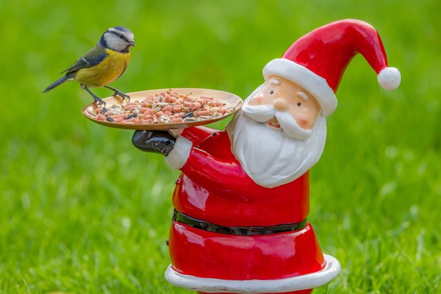 Standalone picture dated December 6, 2025 shows a Blue Tit sharing Christmas dinner with Santa in a back garden in Suffolk, UK. Blue Tits are frequent visitors to garden feeders in the UK. In winter, family flocks join up with other tits as they search for food. (Photo by Jan Brown/Bav Media)