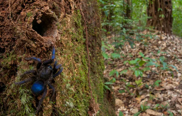 A cobalt-blue tarantula – one of 31 species discovered in the Guyana rainforest. (Photo by Andrew Snyder/World Wildlife Fund/Global Wildlife Conservation)
