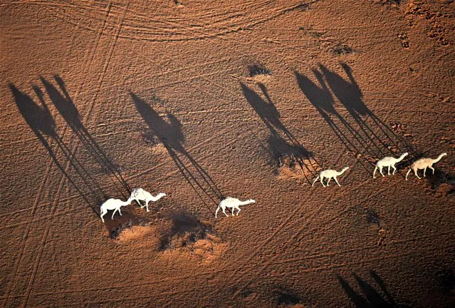 Camels walk along the dunes as drivers compete during the Stage 5 of the Dakar 2023 around Ha'il, Saudi Arabia, on January 5, 2023. (Photo by Franck Fife//AFP Photo)