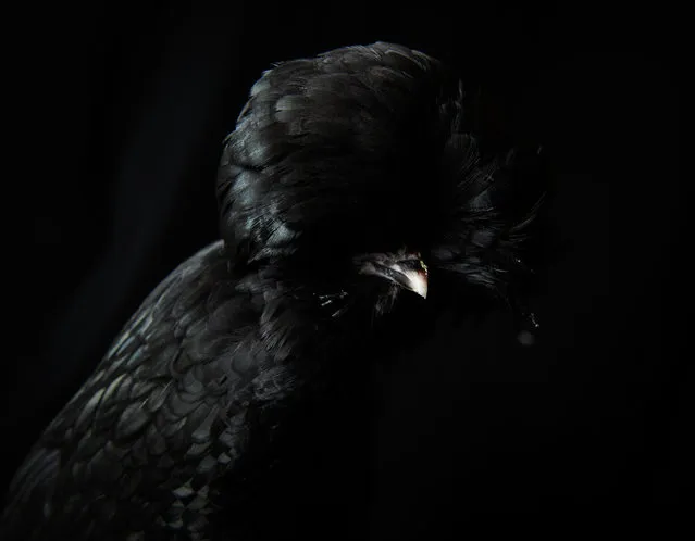 A South Black Poland is seen at the National Poultry Show on November 20, 2016 in Telford, England. (Photo by Leon Neal/Getty Images)