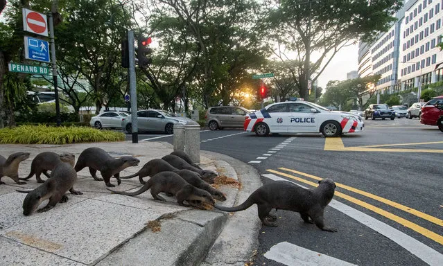 A pack of wild smooth-coated otters, nicknamed the “Zouk family”, crosses Penang Road in Singapore on March 3, 2021, the World Wildlife Day. The “Zouks”, a well-known otter family in Singapore, started out from the Istana on Wednesday, and made a “royal” tour of various landmarks in Singapore. (Photo by Chine Nouvelle/SIPA Press/Rex Features/Shutterstock)