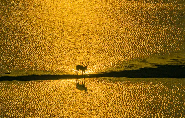 Elks play in the Yellow Sea Yeludang mudflat in Yancheng City, Jiangsu Province, China, July 9, 2023. (Photo credit should read CFOTO/Future Publishing via Getty Images)