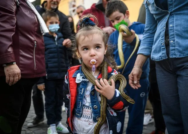 A little girl holds a snake during the annual festival of Snake catchers on May 1, 2022 in Cocullo, Italy. The Festival of Snake catchers (Festa dei Serpari) is an annual religious procession during which the patron Saint's statue (Saint Domenico) is carried covered with living snakes. The festival of Snake catchers resumed after a hiatus due to the Covid-19 Pandemic. (Photo by Antonio Masiello/Getty Images)
