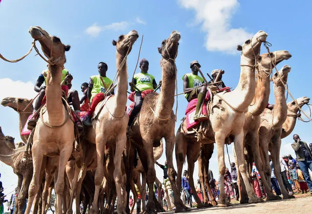 Participants wait the start of the 21 kilometers professional camel race during the 29 th edition of Maralal International Camel Derby at Maralal, Samburu County, Northern Kenya on September 2, 2018. The event held annually, which aims at promoting sports and cultural tourism, is Kenya' s best known and prestigious camel race attracting both international and local competitors in amateur and professional categories who breathing life into the remote desert town populated by Kenya' s indigenous and pastoral communities including Samburu, Turkana and Pokot tribes. (Photo by Andrew Kasuku/AFP Photo)