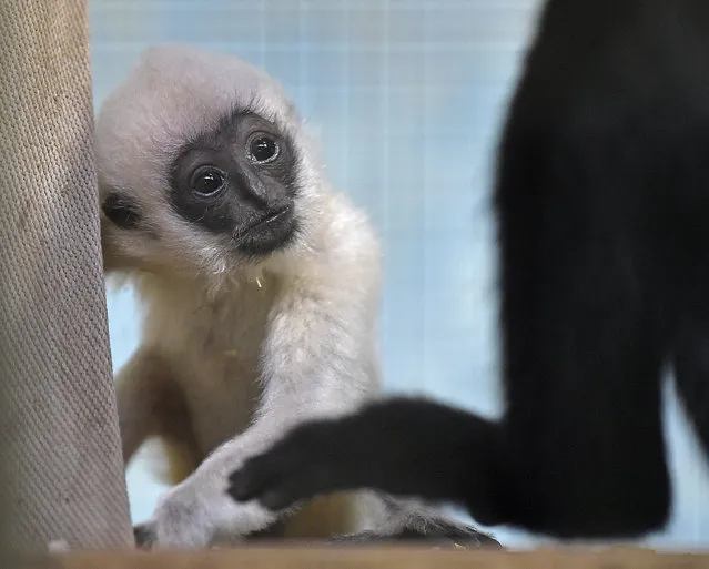 A female  white-cheeked gibbon baby watches its   father at the zoo in Duisburg, Germany, Friday, February 20, 2015. (Photo by Martin Meissner/AP Photo)