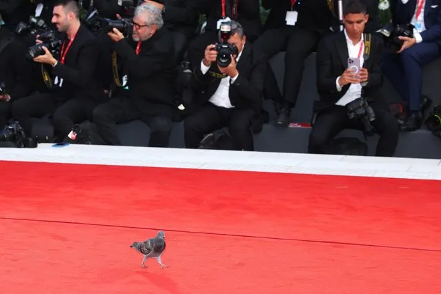 A pigeon walks the opening red carpet at the 80th Venice International Film Festival on August 30, 2023 in Venice, Italy. (Photo by Daniele Venturelli/WireImage)