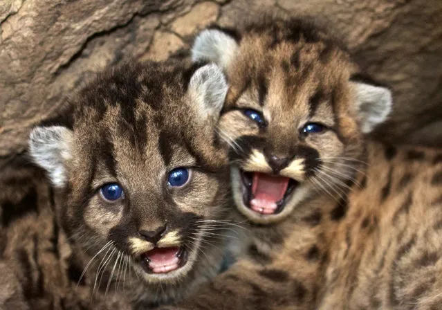 This December 22, 2015 photo provided by the National Park Service shows kitten siblings P-46 and P-47 at their den in the western Santa Monica Mountains. The National Park Service says biologists recently discovered the two mountain lion kittens in the Santa Monica Mountains west of Los Angeles. Santa Monica Mountains National Recreation Area biologist Jeff Sikich says the successful reproduction indicates the quality of the habitat is high for the relatively urbanized area. (Photo by National Park Service via AP Photo)