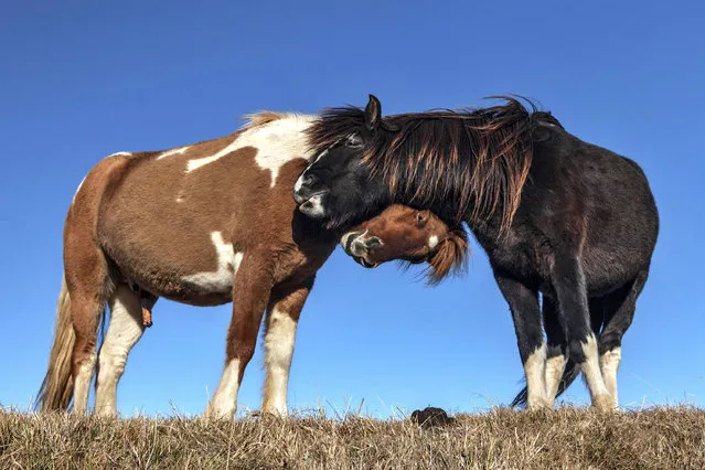 Two horse nuzzle each other. (Photo by Bragi J. Ingibergsson/Caters News)