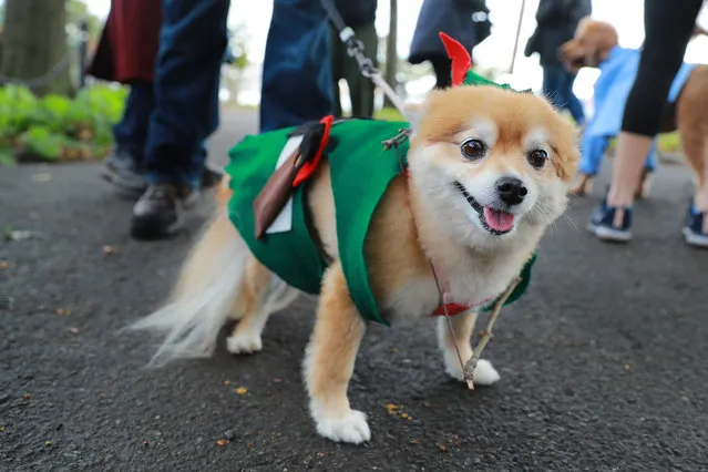 A dog dressed as Robin Hood attends the 28th Annual Tompkins Square Halloween Dog Parade at East River Park Amphitheater in New York on October 28, 2018. (Photo by Gordon Donovan/Yahoo News)