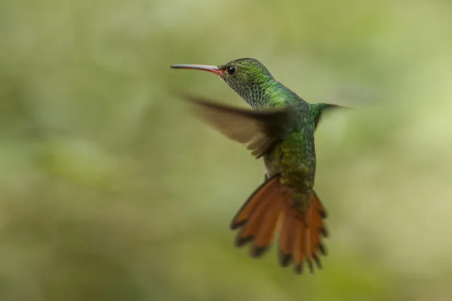 A Rufous Tailed Hummingbird is pictured at a Hummingbird feeding station on January 15, 2016 in Alajuela, Costa Rica. (Photo by Dan Kitwood/Getty Images)