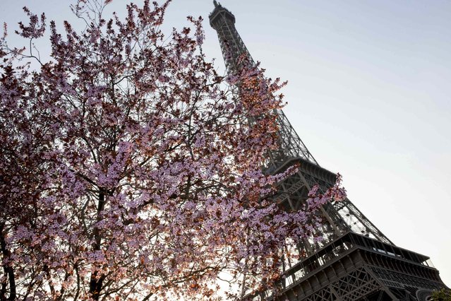 Tree blossoms frame the Eiffel Tower on a Spring day in Paris March 23, 2015. (Photo by Philippe Wojazer/Reuters)