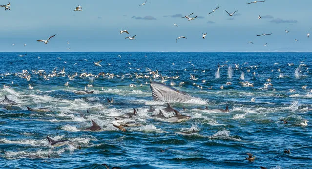 The spiral rotation not only confused the sardines but also prevented them from escaping. Bryde’s whales joined in, while gannets and other birds dove down from above. Dusky sharks and bronze whaler sharks also got their cut, swimming up from below the baitball. (Photo by Silke Schimpf/Barcroft Images)