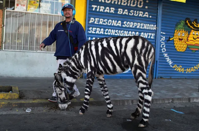 A man stands next to his dyed donkey, in Tijuana, Mexico December 19, 2018. (Photo by Mohammed Salem/Reuters)